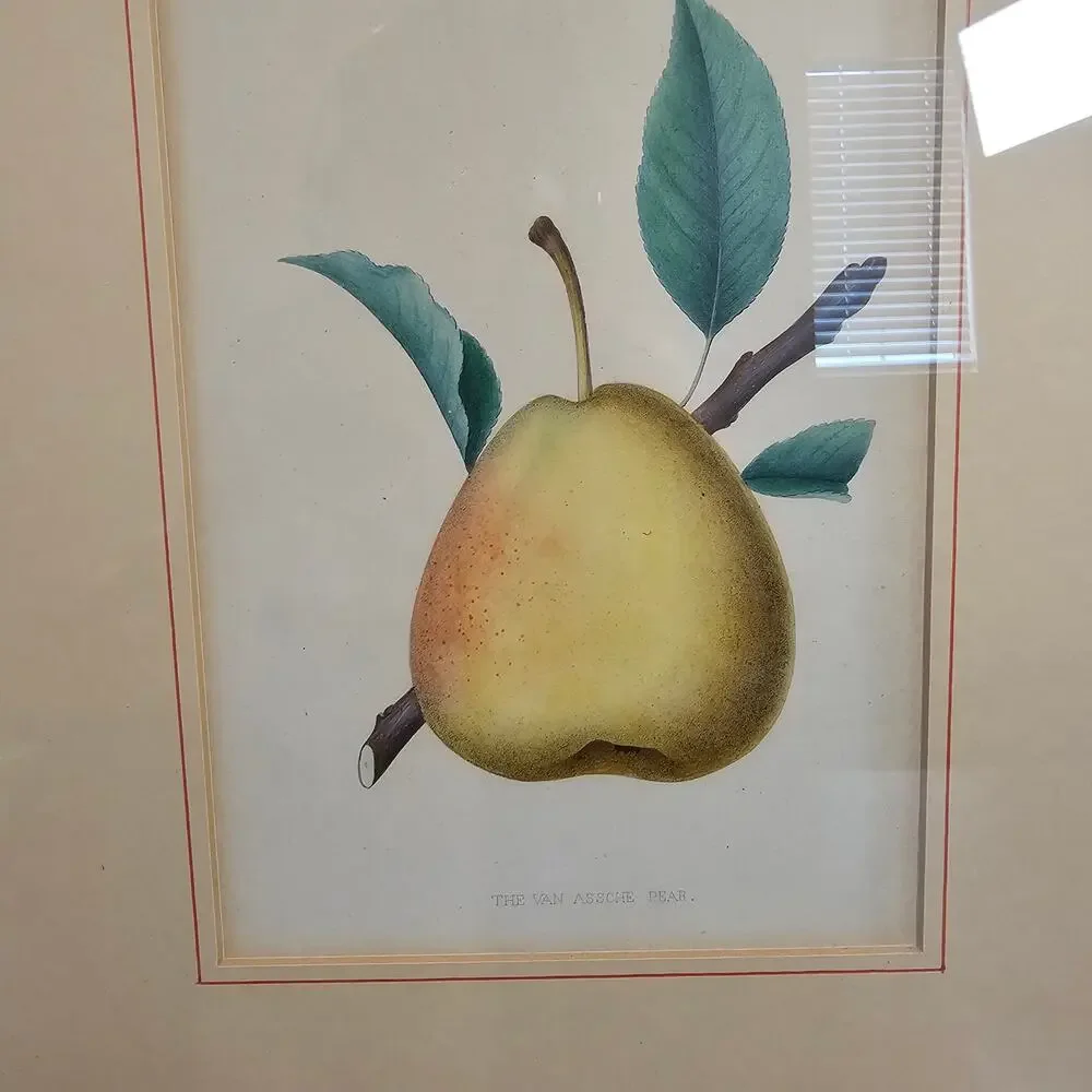 No brand vintage botanical